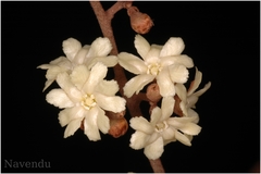 Erycibe paniculata